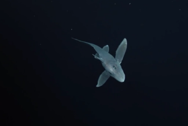 Descubren extraña especie bebé de tiburón fantasma