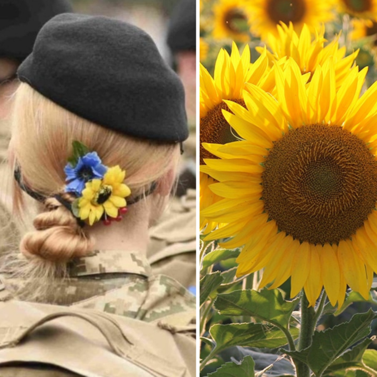 Girasol, la majestuosa flor símbolo de paz de Ucrania en la intervención de Rusia