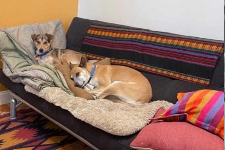 Familia de California adopta dos perritos yucatecos