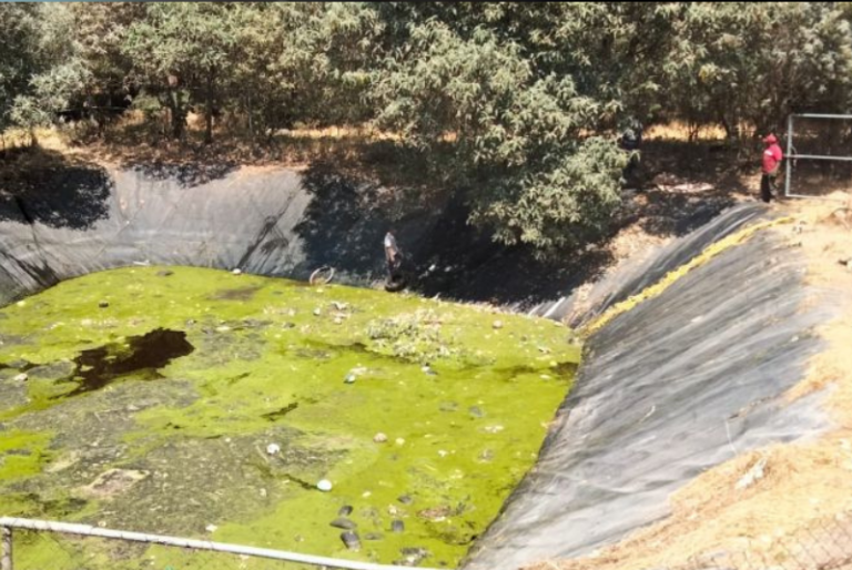 Descubren 100 perros muertos en relleno sanitario de Amecameca