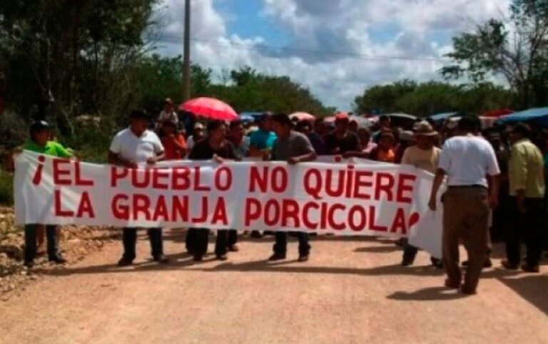 Mega granja de cerdos permanecerá cerrada en Homún