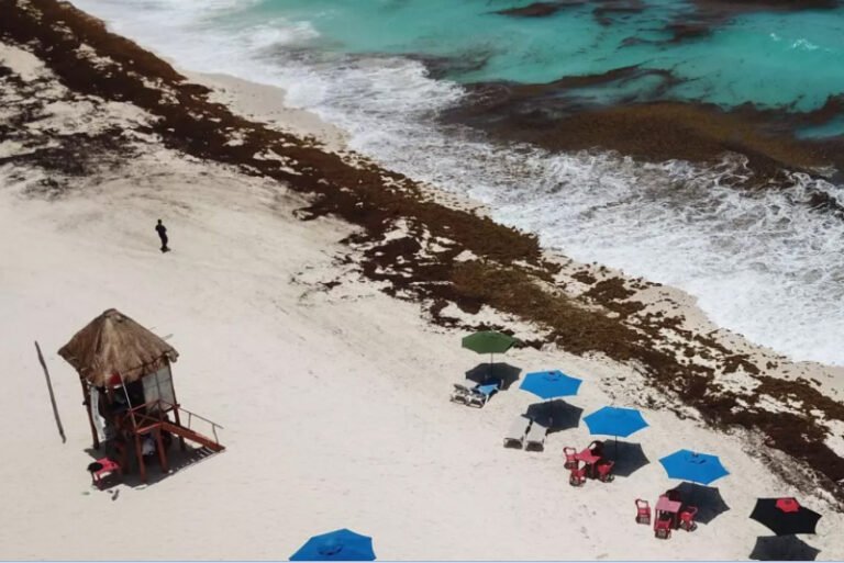 Sargazo excesivo en Quintana Roo afecta a 17 playas