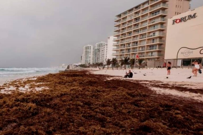 Secretaría de Ecología y Medio Ambiente lanza programa ‘Adiós al sargazo’