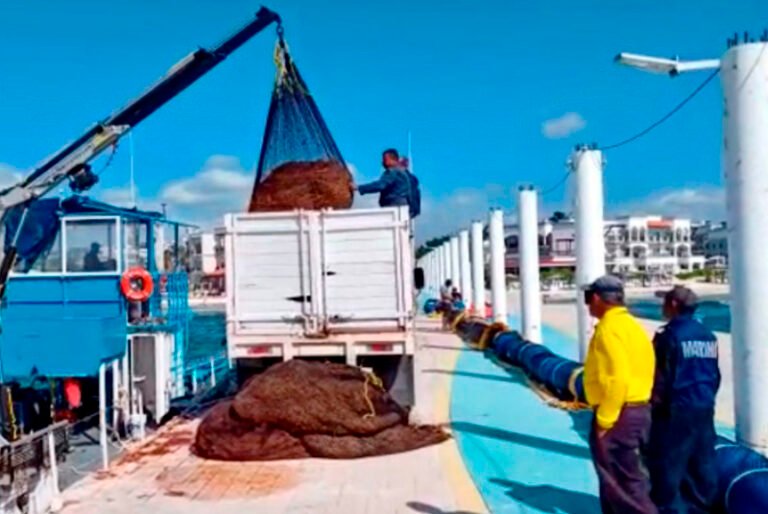 Semar habilita muelle para desembarcar sargazo en Playa del Carmen