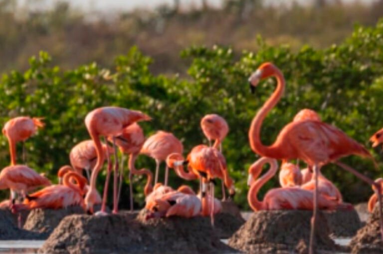 Protegerán 10 mil nidos de flamenco americano en Yucatán
