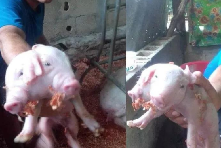 Nace cerdito de dos cabezas en municipio de Yucatán
