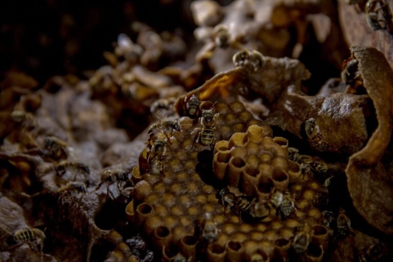 La abeja melopona del Pueblo Mágico de Maní