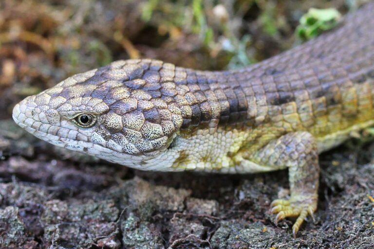 Sólo cinco ejemplares de una desconocida lagartija de Chiapas